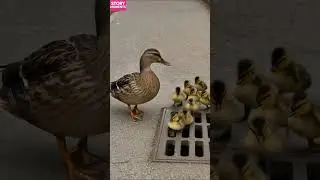 How Strangers United to Save a Duck Family #shorts