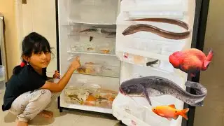 Menemukan Ikan Dalam Kulkas Ikan Channa, Lele, Koi, Koki, Glofish, Molly, Cupang, Ikan Sapu Sapu
