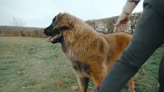 Gawra