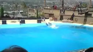 Dolphin Show at Mundomar Benidorm 2