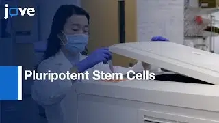 Pluripotent Stem Cells Dervied Self Assembling Organoids Generation | Protocol Preview