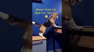 ❤️Never Give Up 🐶😂 #shorts #fyp #viral #unstoppable #beagle #doglife