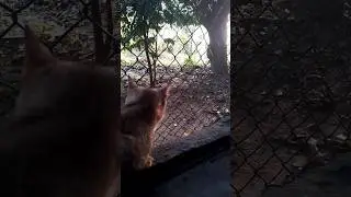 Staring at the sunset....🎶✨️✨🐾️|| Cat video's by The Cat House🐾️