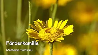Färberkamille