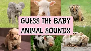 Guess the Baby Animal Sound! | Can You Guess the Baby Animal? | Educational Video for Kids