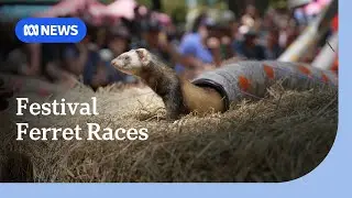 Ferret racing a hit at Tasmania's annual Henley on Mersey festival | ABC NEWS