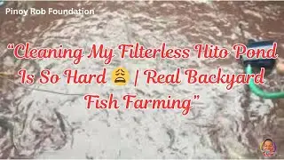 Cleaning a filterless hito (catfish) pond is no joke 😩 Series 15
