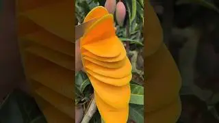amazing mango fruits 🥭🥭🥭🔥😋 ।। #superfruit #mango #omg #omg2 #amazingfruits