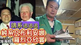鴿系追追追～純凡布利安娜羅烈亞，早期吉林強豪成源鴿舍吳文雄13等同孵家族！ #鴿子 #種鴿 #賽鴿 #強豪 #金利威