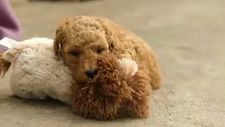 Carmela micro mini F1B goldendoodle 4 weeks
