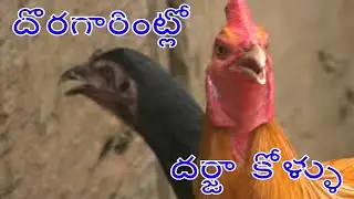 Classic breeder in chelikani farms ll  పుంజులకంటే పెట్టలే   ఇంపార్టెంట్   ll  Varma book Agri