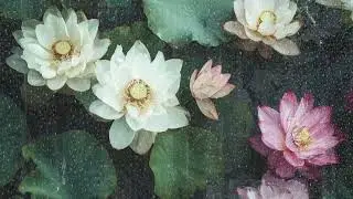 Slow Rainfall to Settle Your Mind | Lotus and Gentle Forest Rain for Deep Sleep