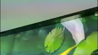 interactive projection digital flower photo floor