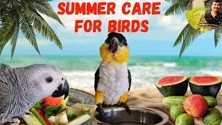 Summer Care For Birds | HMS Aviary