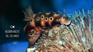 NUDIBRANCHS AND MACRO 2 GILI ISLANDS INDONESIA - 3W Dive