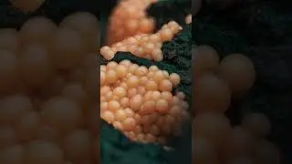 Slime balls close up 😲 #macro #macrophoto #macrophotography