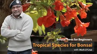 53) Tropical Species For Bonsai - Common Indoor Bonsai - Bonsai Trees for Beginners