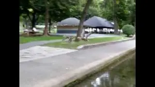 mallard