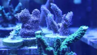 Uberfrags SPS growth polyp extension