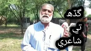 سوٽي ھجي ساڻ تہ گڏھ گوھي نہ ڪري..    گڏھ تي بيت