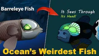 Barreleye Fish: The Deep Sea Creature with a Transparent Head | Unbelievable Ocean Life