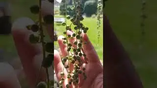 Крестовник Роули- изюминка в летнем саду 🌞 # Senecio rowleyanusist ein Highlight im Sommergarten 🥰