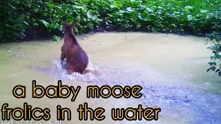 A funny puddle in the forest.