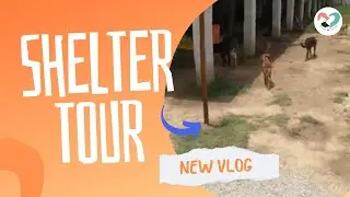 Journey of Hope: A Heartwarming Tour of Our Shelter Home for stray dogs in Need