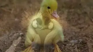 5 Most Unique Exotic Birds In The World!