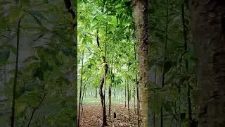 🌳🌍Trees are the lungs of our planet.They provide oxygen,absorb carbon dioxide,prevent soil erosion,