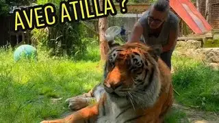 Le moment préféré de Brigitte avec Atilla le tigre ? #lion #tiger #chat #cuteanimals #love #zoo
