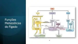 Transporte Hep&aacute;tico e Fun&ccedil;&otilde;es Metab&oacute;licas do F&iacute;gado