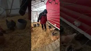 -5F Согреваем цыплят