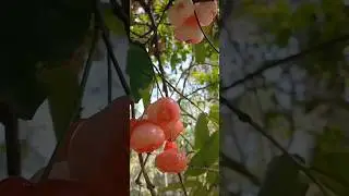Rose Apple Harvest ചാമ്പക്ക #jambu #organicharvesting #waxapple #chamba #fruit #homegrown #smalltree