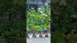 Unique Home Outdoor Oasis Decor Trending🌸🪴#gardening #outdoordecor #outdoorgarden #nature #plants