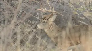 AAA warns drivers of increased deer related crashes during fall season