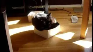 Stor katt i liten l&aring;da