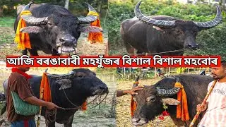 আজি বৰঙাবাৰী হৈ যোৱা মহযুঁজৰ প্ৰকাণ্ড প্ৰকাণ্ড মহবোৰ || Borangabari Mohjuj Assam Gaming Faruk 