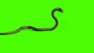 animation of Snake attack - Python Green Screen