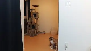 Purin's cat room while I'm out for the day~