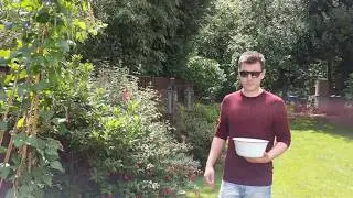 Kong Strong Energy Drink and Picking Runner beans #83