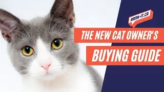 Is your home ready for a new kitten? | The New Cat Owner's Buying Guide