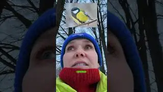 💔 Услышала как поет Московка отличие от Большой #синицы  #birdwatching #птицы  #бёрдинг #реакция