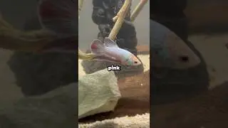 Ikan Betta Kesukaan Chef Juna 😂