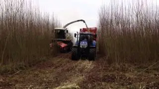 SRC Willow, First harvest