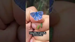 Common Blue Butterfly / Polyommatus icarus