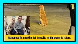 Abandoned in a parking lot, he waits for his owner to return.