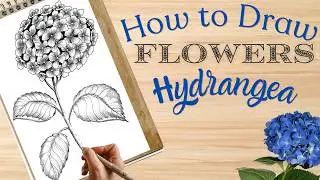 Hydrangea Flower Drawing Tutorial Step by Step