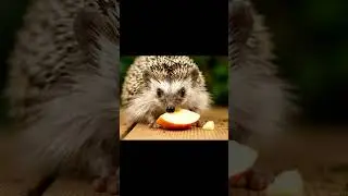 Cute Hedgehog Eating ASMR 🦔 | Soft Chewing & Sniffle Sounds