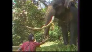 La Chasse aux trésors - Kandy (Sri Lanka)